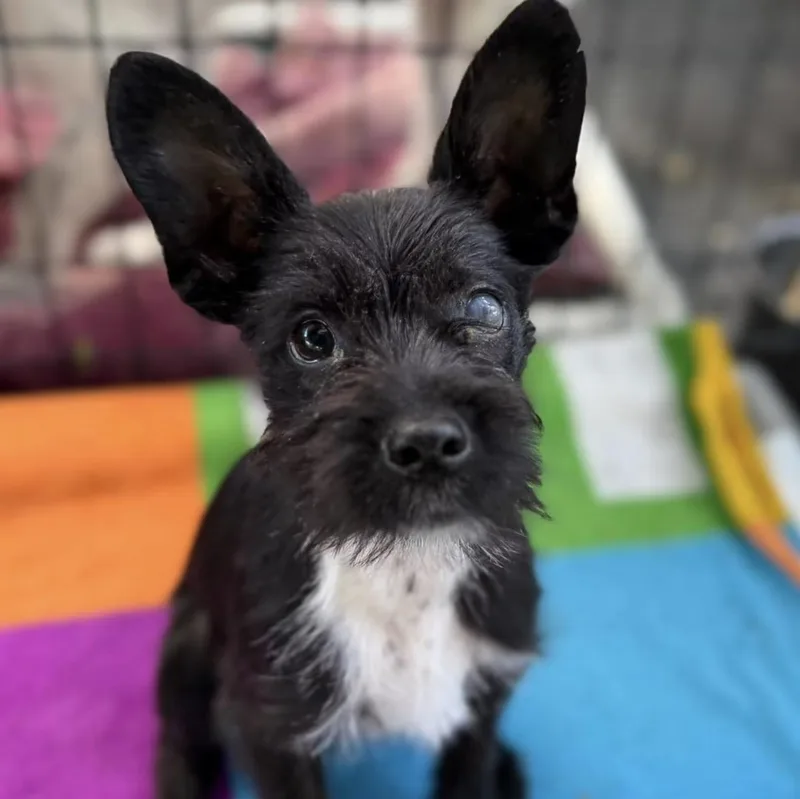 A baby small-sized male Black Terrier dog named Bart for adoption in Santa Rosa, CA