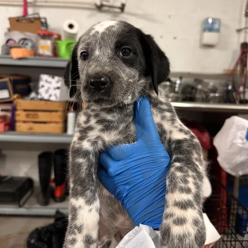 A baby medium-sized female Black Mixed Breed dog named Moo for adoption in Edinburg, TX