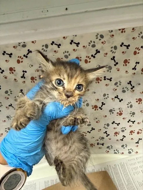 A baby small-sized male Domestic Short Hair cat named Kentucky for adoption in Riverside, CA