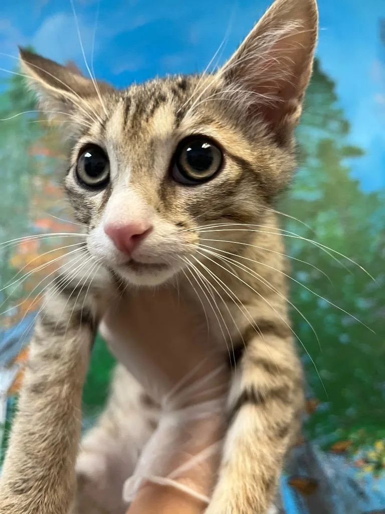 A baby medium-sized male Domestic Short Hair cat named Orion for adoption in New Braunfels, TX