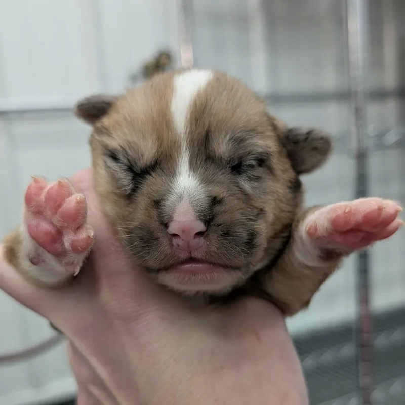 Penelope thumbnail 2