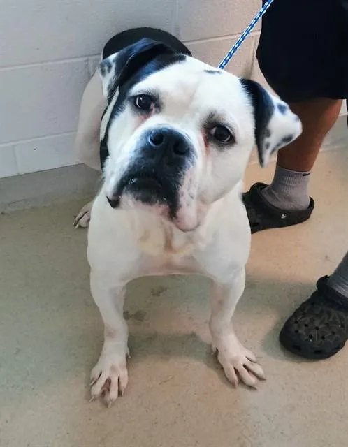 An adult medium-sized male American Bulldog dog named A for adoption in Haw River, NC