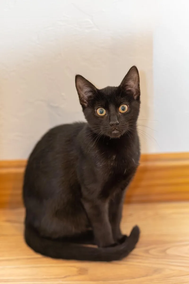 A young medium-sized male Black Domestic Short Hair cat named Inky for adoption in Spencer, MA