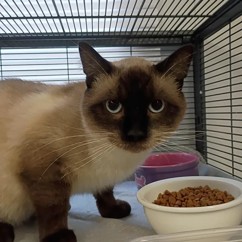 An adult medium-sized male Siamese cat named Chef Boy Ardee for adoption in Muncie, IN