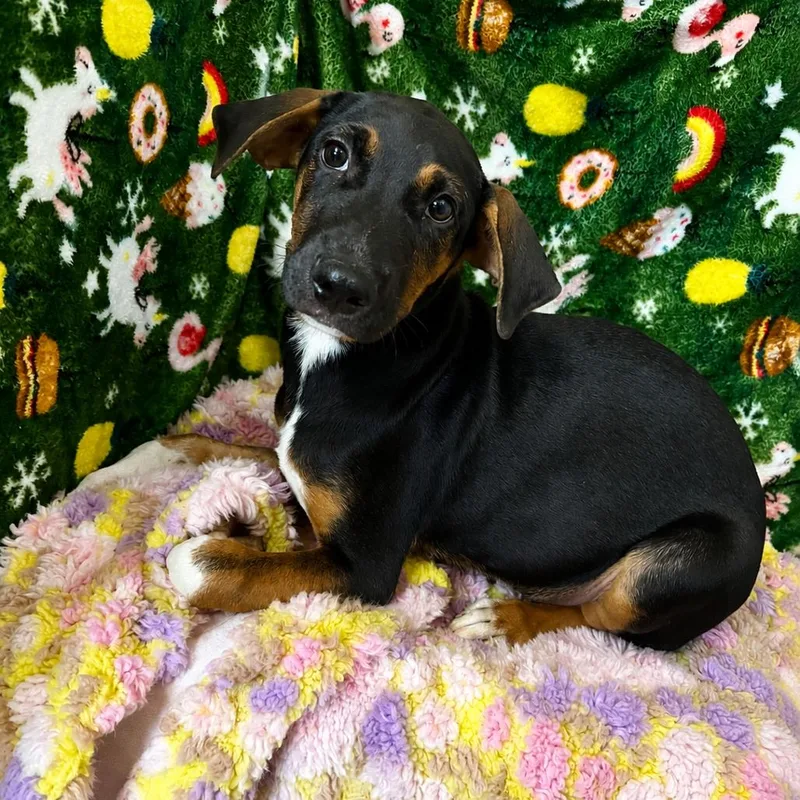 A young small-sized male Coonhound dog named Rex for adoption in Kennebunk, ME