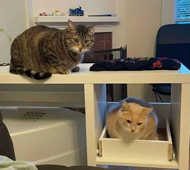 An adult medium-sized female Calico Tabby cat named Peaches & Tigarette for adoption in Gladstone, OR