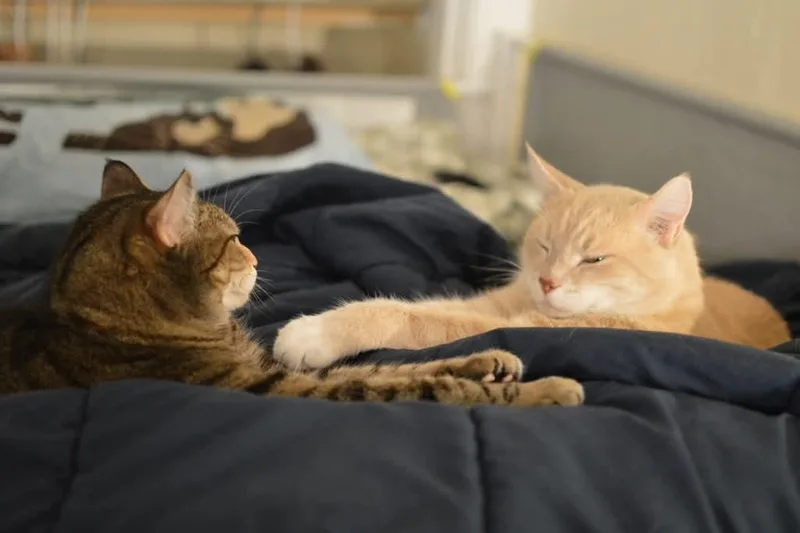 Peaches & Tigarette thumbnail 2