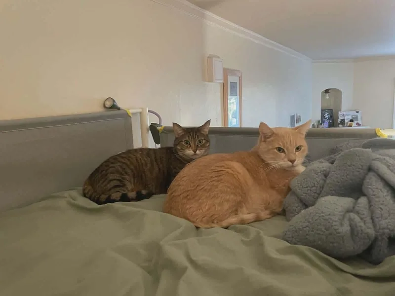Peaches & Tigarette thumbnail 6