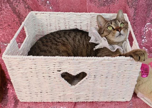 An adult small-sized female Domestic Short Hair cat named Amara for adoption in Upper Marlboro, MD