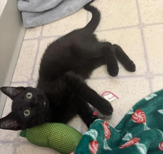A baby small-sized female Black Domestic Short Hair cat named Wendy for adoption in Vancouver, WA