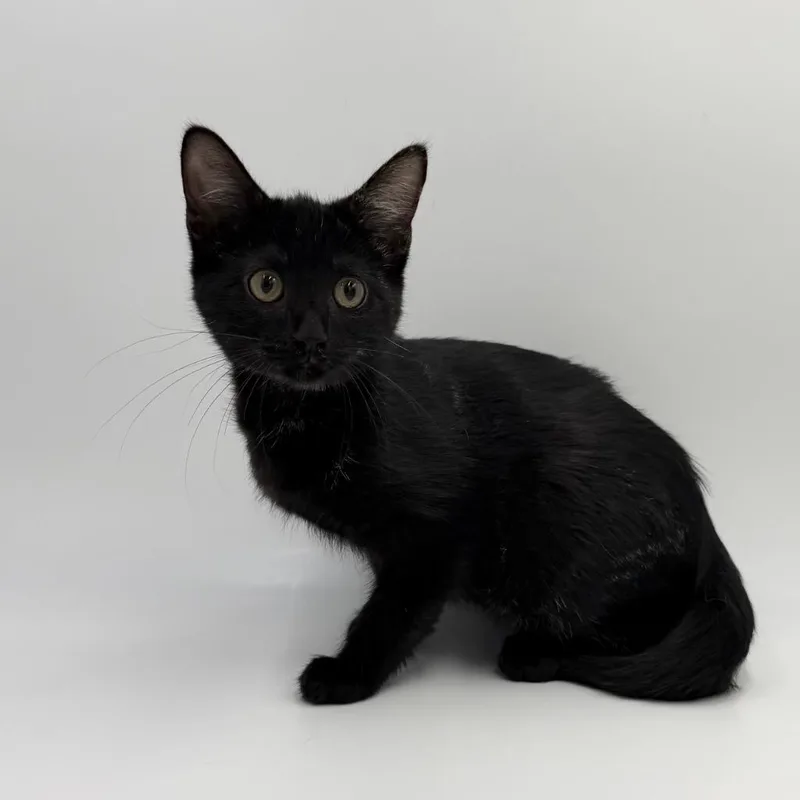 A baby medium-sized female Domestic Short Hair cat named Rattan for adoption in State College, PA
