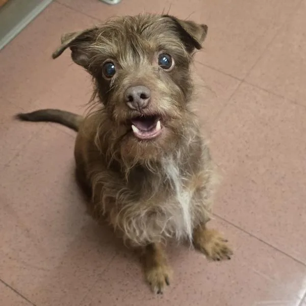 A senior small-sized female Terrier dog named Gladys for adoption in Oakland, CA