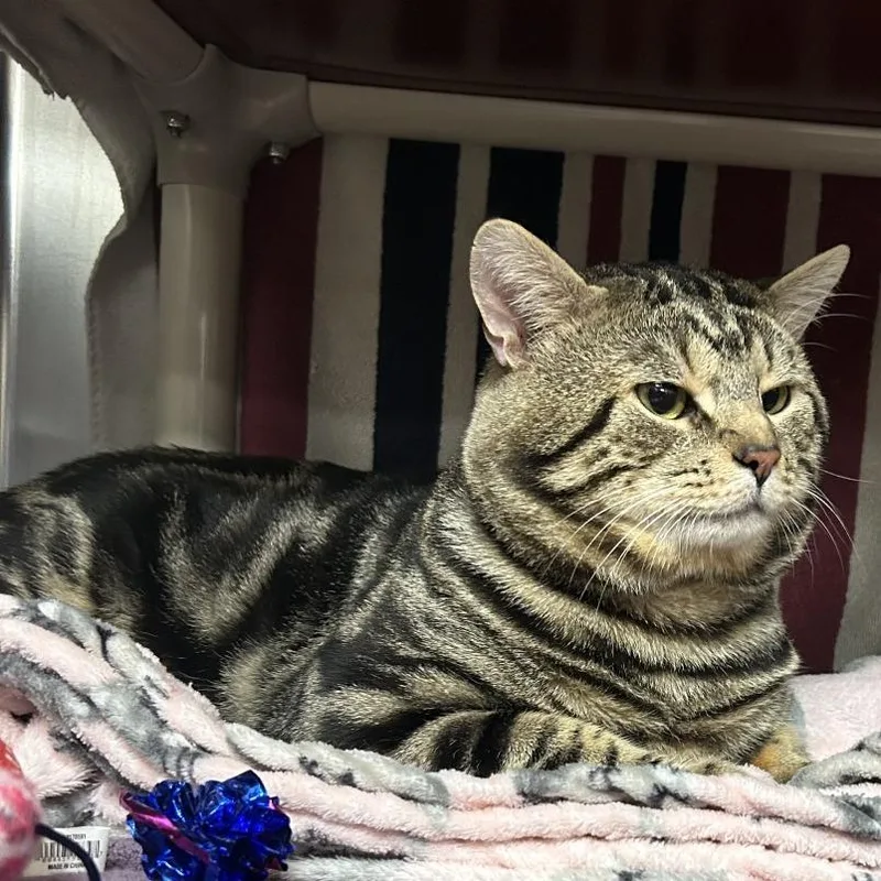 An adult large-sized male Brown / Chocolate Domestic Short Hair cat named Leo for adoption in Springfield, MA