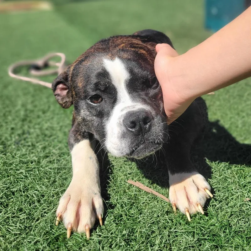 An adult medium-sized female Yellow / Tan / Blond / Fawn Boston Terrier dog named Eloise for adoption in Abilene, TX