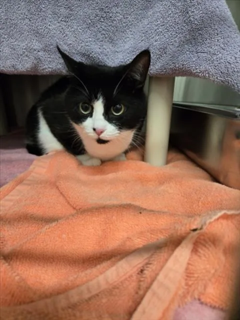 An adult medium-sized female Domestic Short Hair cat named Minx for adoption in Derwood, MD
