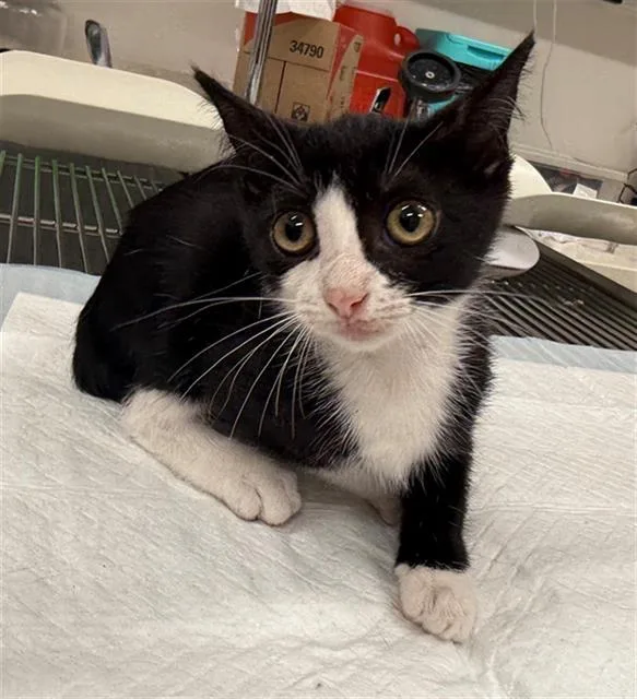 A baby small-sized female Domestic Short Hair cat named Niffty for adoption in Baytown, TX