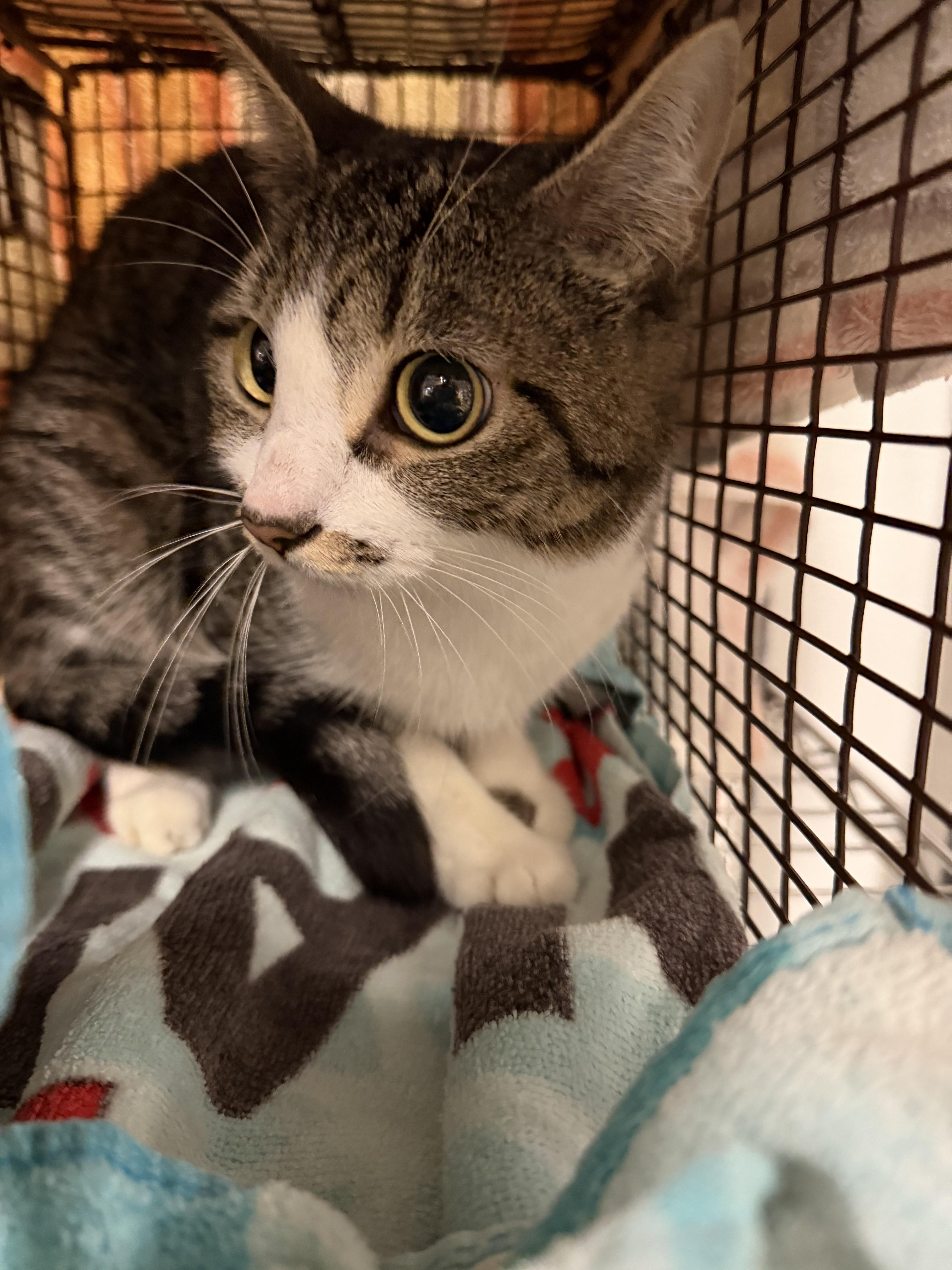 A young small-sized female Domestic Short Hair cat named Mimi for adoption in Van Nuys, CA
