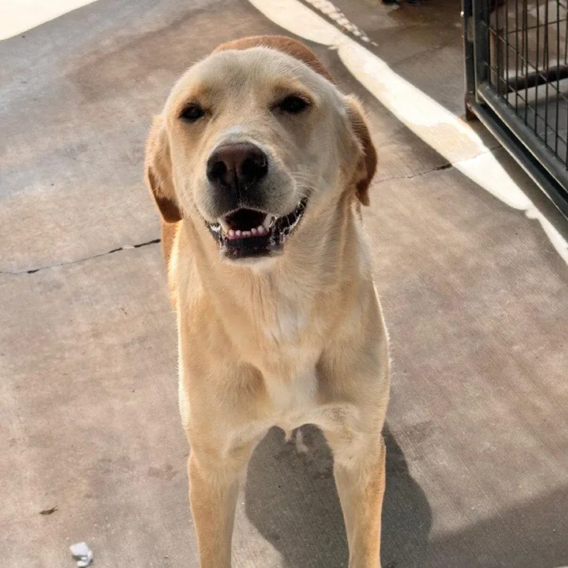 An adult medium-sized female Labrador Retriever dog named Maggie for adoption in Locust Fork, AL
