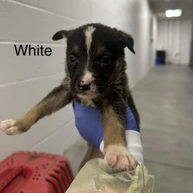 A baby small-sized female Black German Shepherd Dog dog named Aubery A White for adoption in Mission Hills, CA