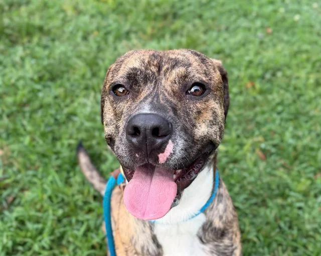 A young medium-sized male Pit Bull Terrier dog named Hoagie for adoption in Charlotte, NC