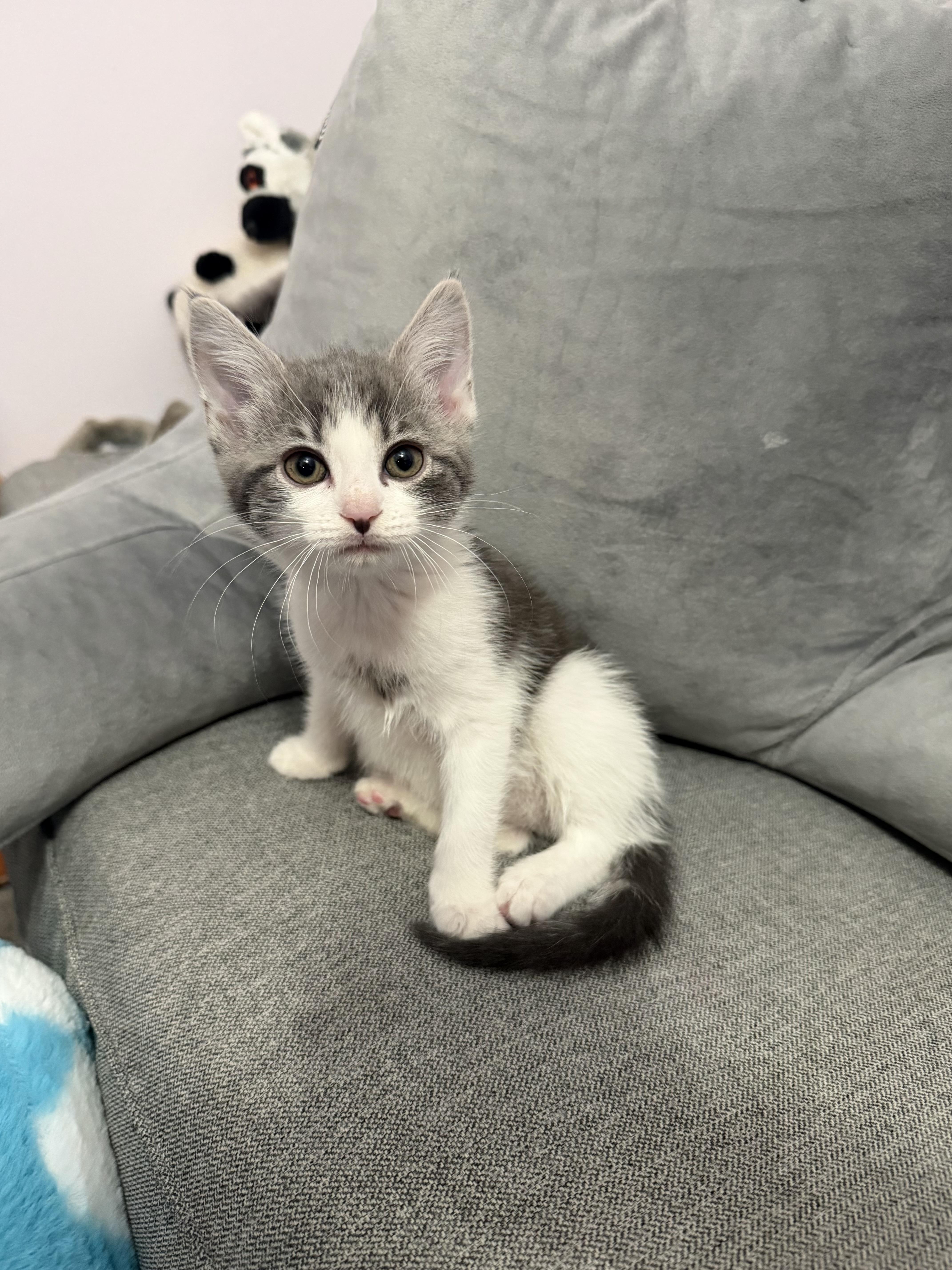 A baby medium-sized male Gray & White Domestic Short Hair cat named Zeus for adoption in Haddon Heights, NJ