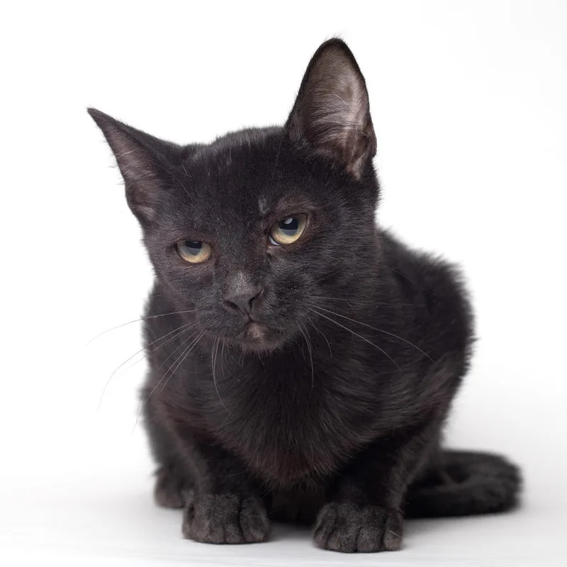 Officer Clemons @ Fat