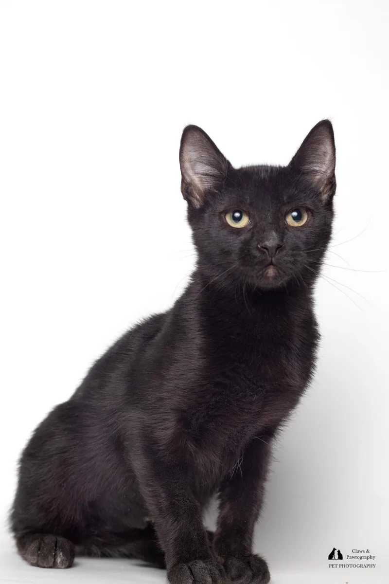 Officer Clemons @ Fat thumbnail 3