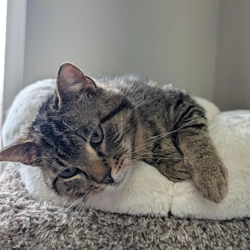An adult medium-sized male Brown / Chocolate Domestic Short Hair cat named Meowth for adoption in Detroit Lakes, MN