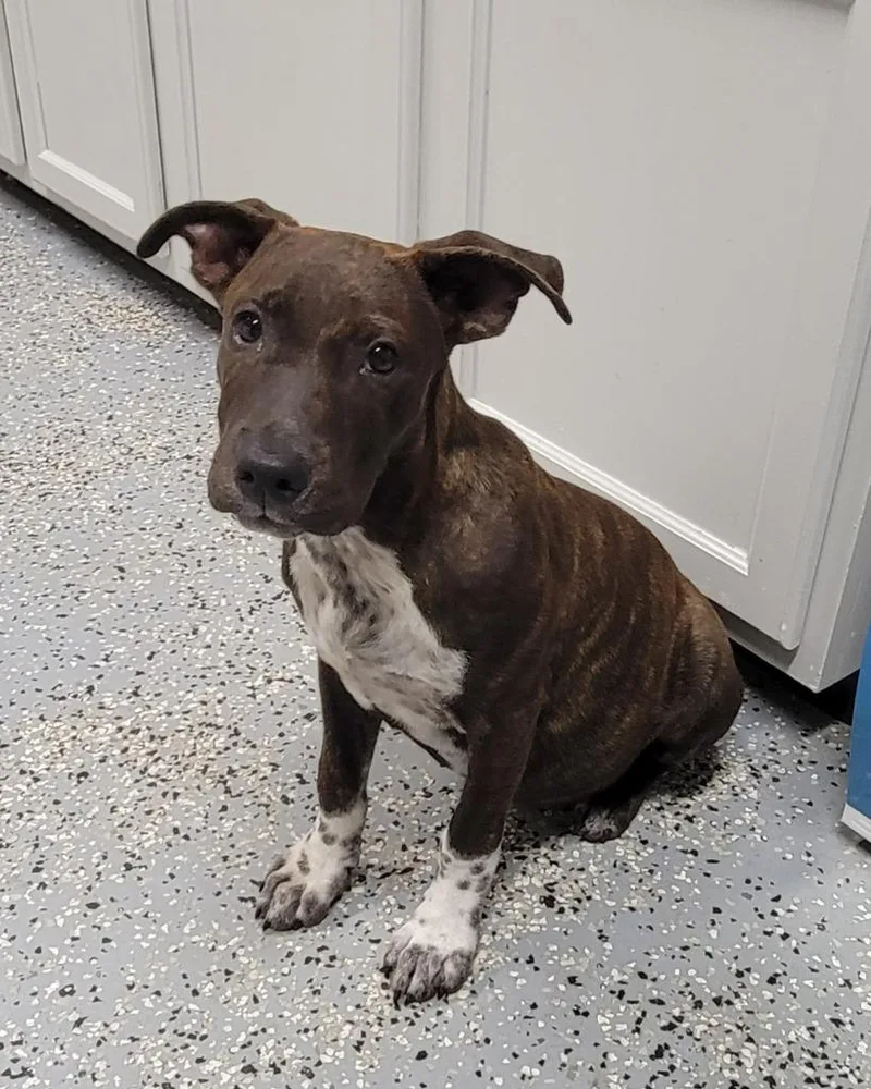 A baby medium-sized male Pit Bull Terrier dog named Jett for adoption in Seven Points, TX