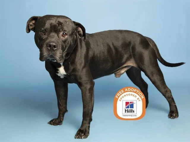 An adult large-sized male Pit Bull Terrier dog named Rooster for adoption in Phoenix, AZ