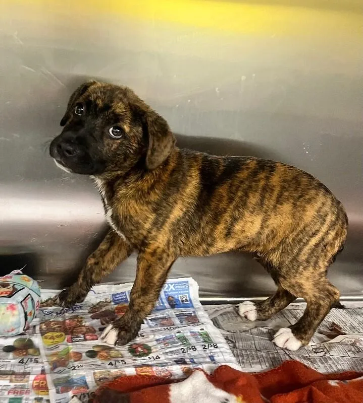 A young medium-sized male Brindle Mixed Breed dog named Tick for adoption in Jackson, TN