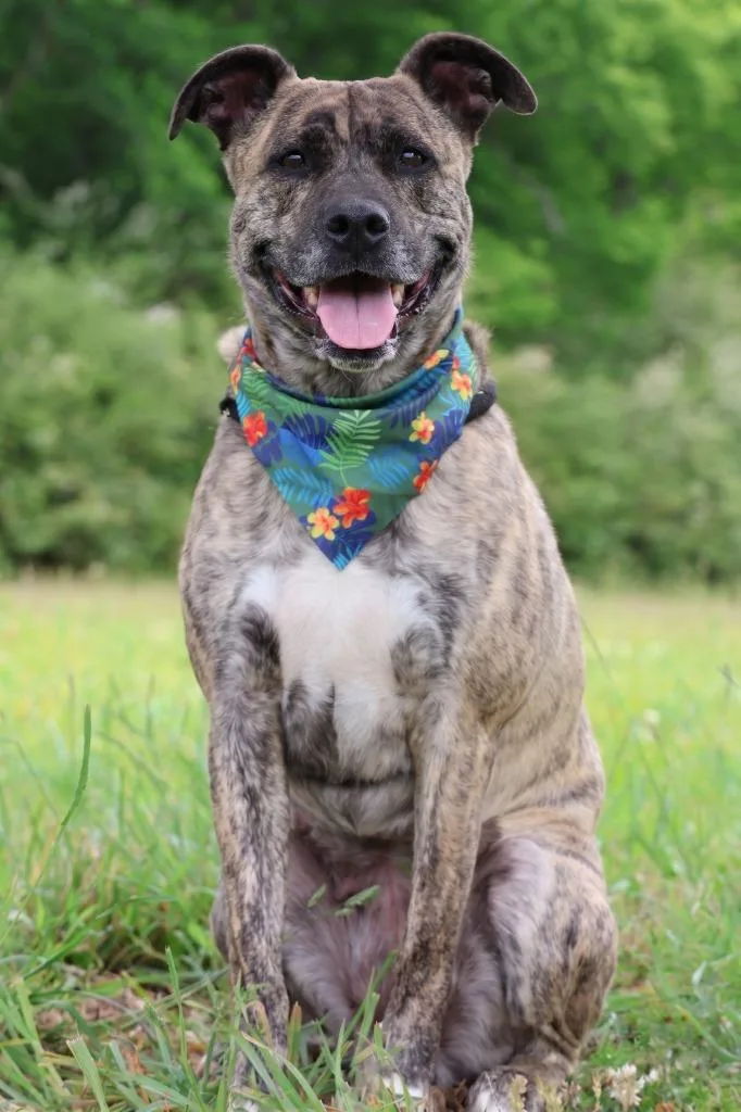 A young large-sized female Mixed Breed dog named Brownie for adoption in Columbia, TN
