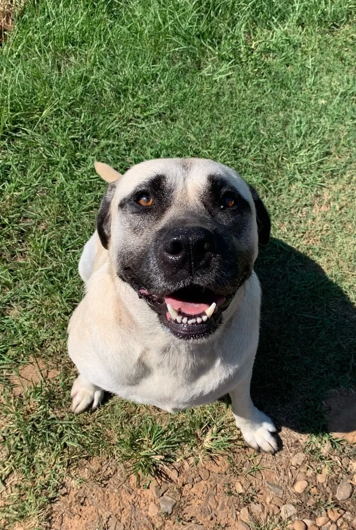 Biscuits thumbnail 2