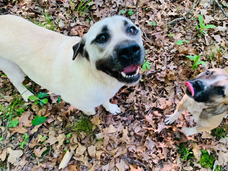 Biscuits thumbnail 3