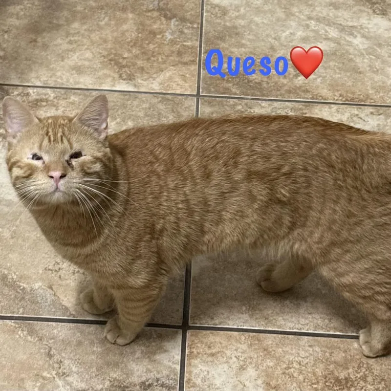 A young large-sized male Orange / Red Domestic Short Hair cat named Queso for adoption in Austin, TX