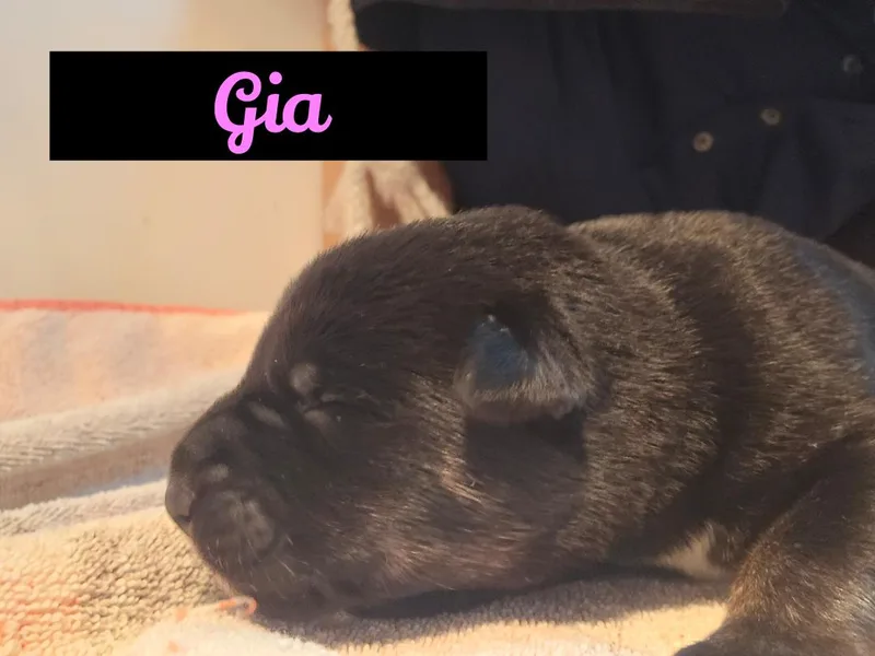 A baby medium-sized female Australian Cattle Dog / Blue Heeler dog named Gia for adoption in Powell Butte, OR