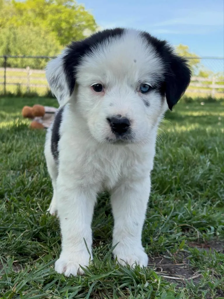 A baby medium-sized male Mixed Breed dog named Van for adoption in sun prairie, WI
