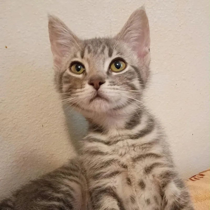 A baby small-sized male Domestic Short Hair cat named Colombia for adoption in Coos Bay, OR