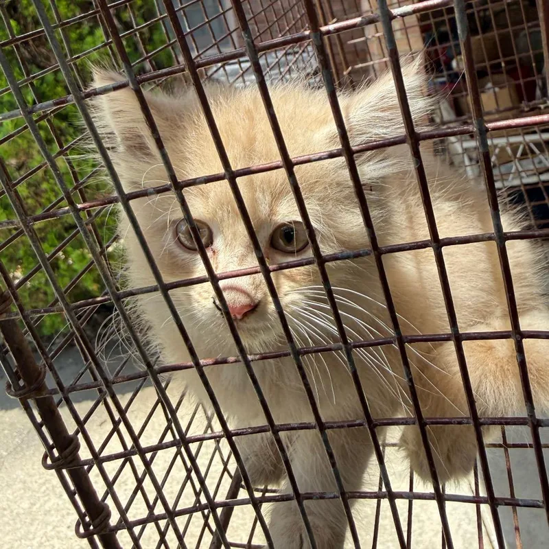 A baby small-sized male Buff / Tan / Fawn Domestic Medium Hair cat named StrayTewsonDrive for adoption in Columbus, GA