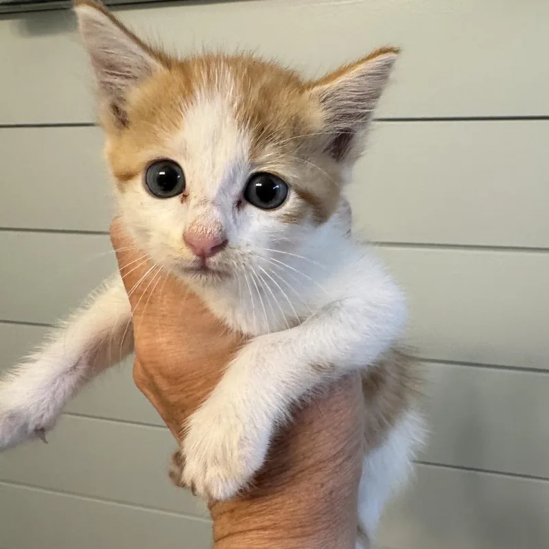 A baby small-sized male Orange / Red Domestic Short Hair cat named Rusty for adoption in Houston, TX