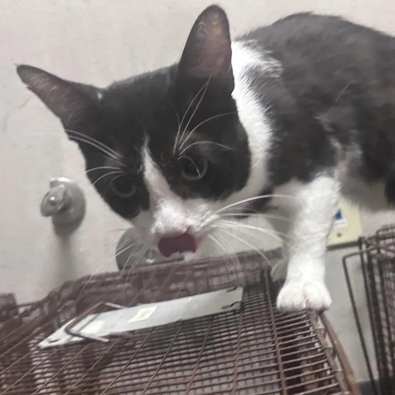 An adult medium-sized male Black Domestic Short Hair cat named Fred Hobbs for adoption in Yuma, AZ