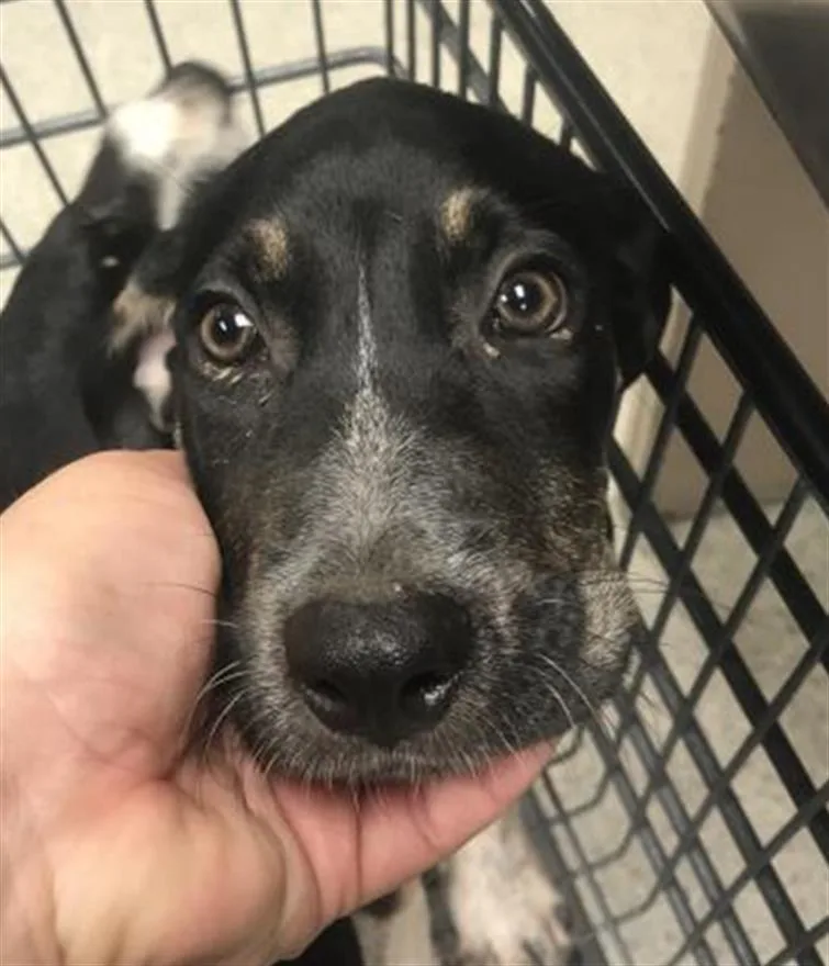 A baby small-sized female Labrador Retriever dog named Goose for adoption in Conroe, TX