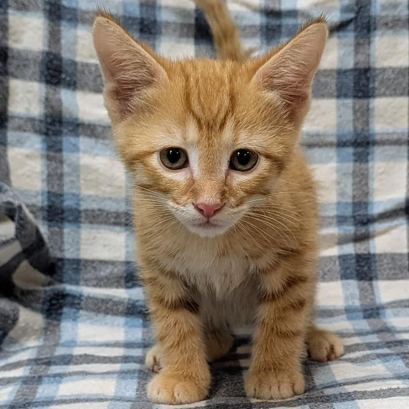 A baby small-sized male Orange / Red Domestic Short Hair cat named Pasteur for adoption in Brighton, MO