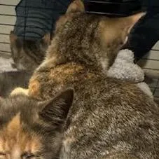 A baby small-sized female Domestic Short Hair cat named Just Stormy for adoption in Ringtown, PA