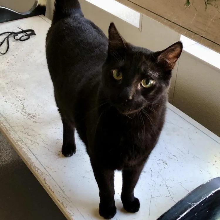 A young large-sized male Domestic Short Hair cat named Midnight for adoption in Lodi, CA