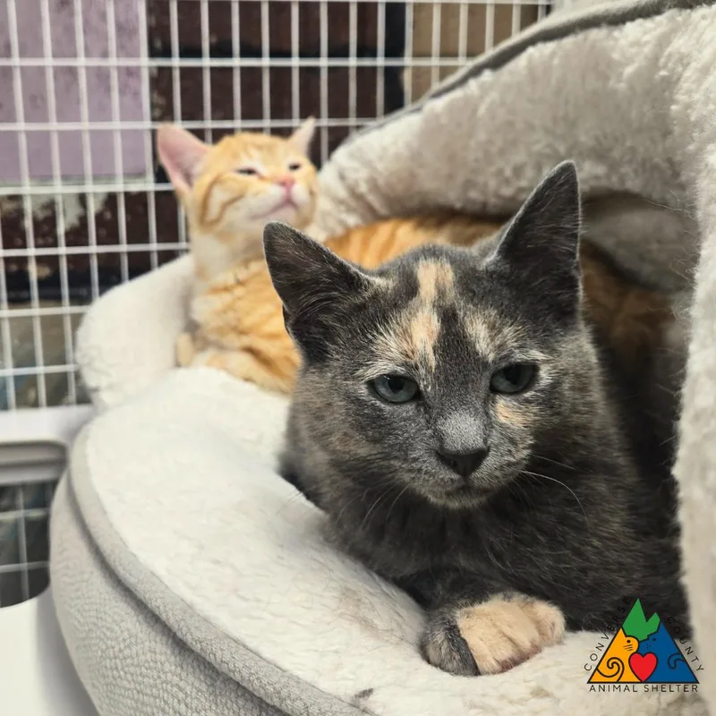 A baby medium-sized male Orange / Red Extra-Toes Cat / Hemingway Polydactyl cat named Dialga for adoption in Douglas, WY
