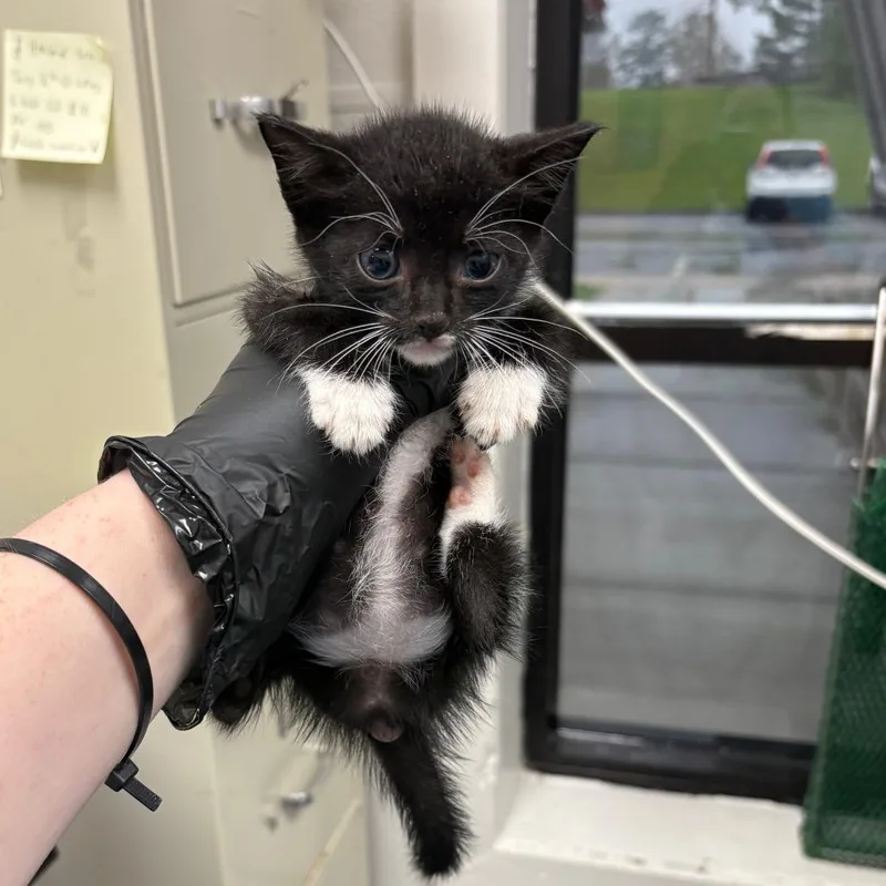 A baby small-sized female Black Domestic Short Hair cat named Claire for adoption in Columbiana, AL