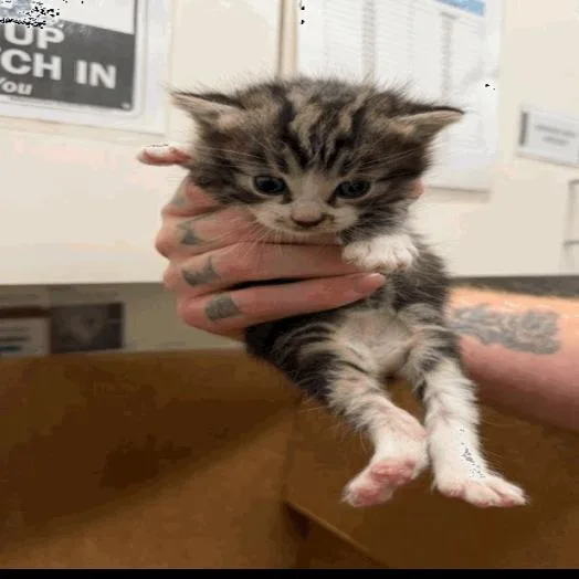 A baby small-sized male Brown / Chocolate Manx cat named Kili for adoption in Buellton, CA