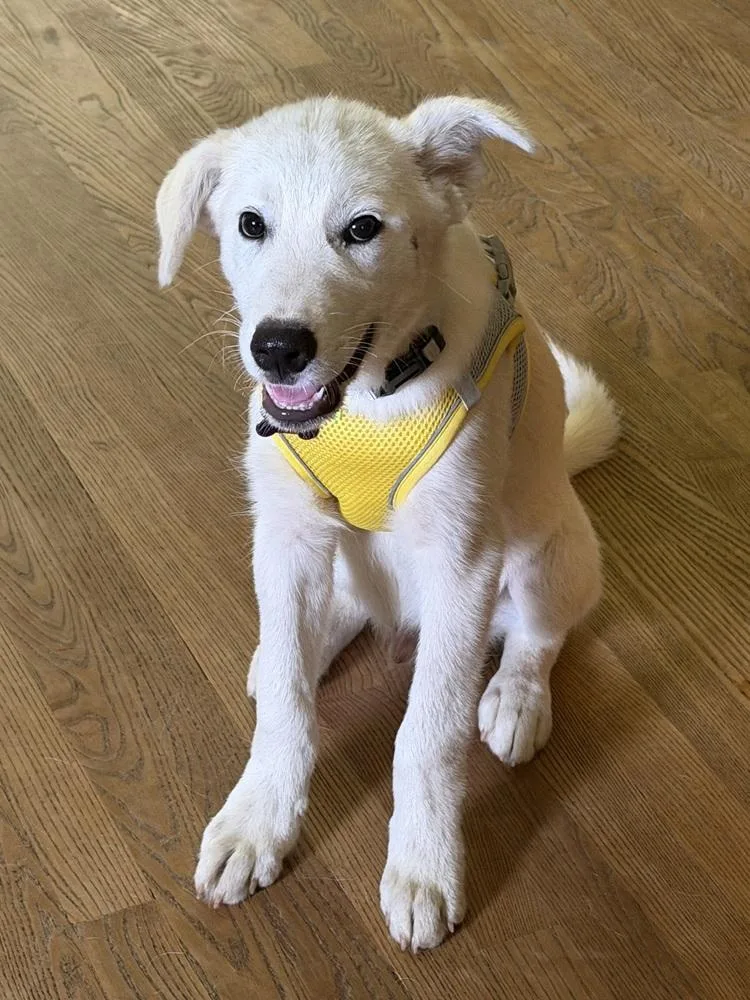 A baby medium-sized male White / Cream Mixed Breed dog named Spidey for adoption in Waunakee, WI