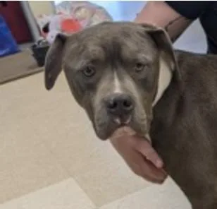 A young medium-sized male Pit Bull Terrier dog named Atlas for adoption in Burlington, WA